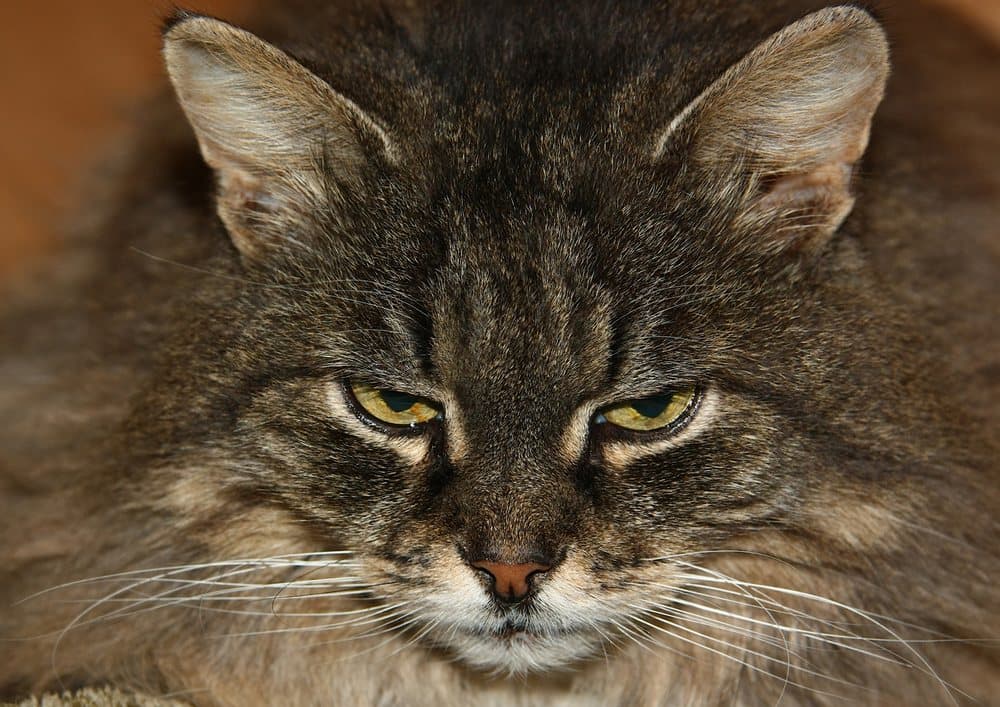Vetria Pet Wellness & Surgical Center
