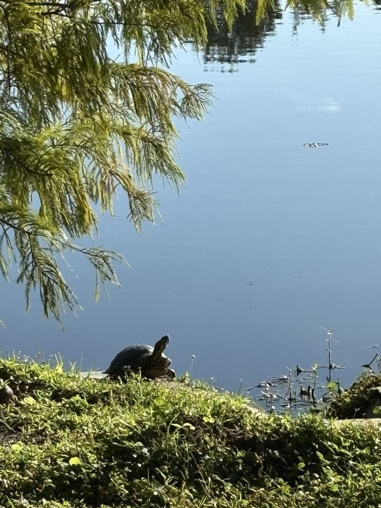Eagle Nest Park