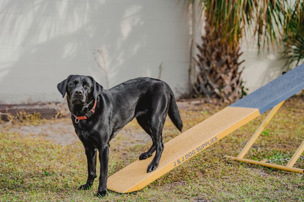 Beyond The Leash