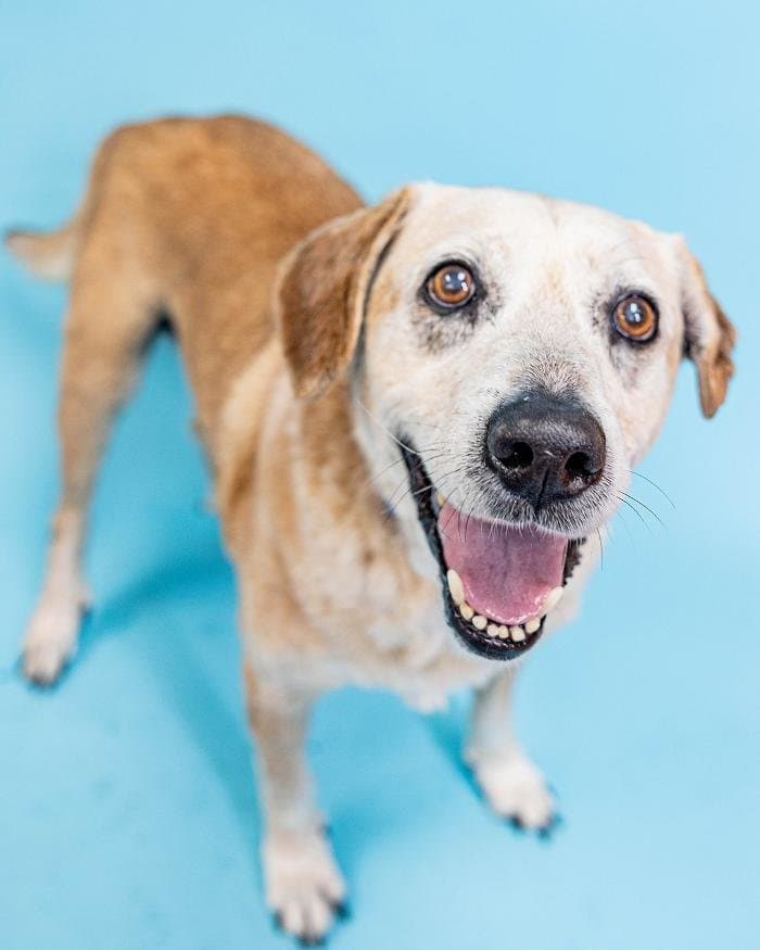 Humane Society Of Greater Miami