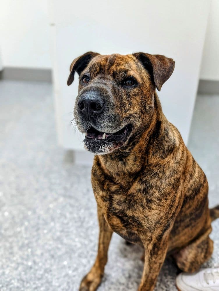 4 Paws Animal Clinic