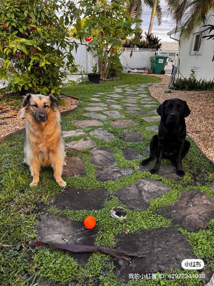 Green Paws Pet Market