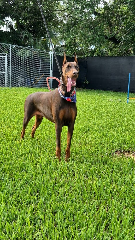 Canine Country Club