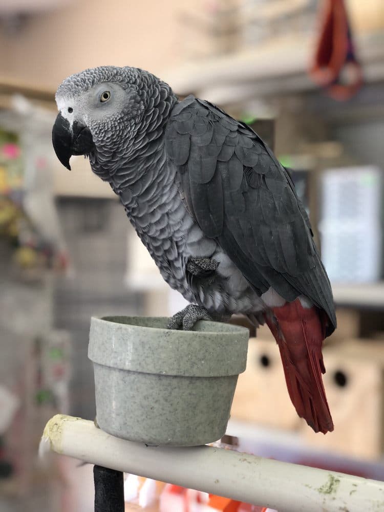 Gomez Pet Shop