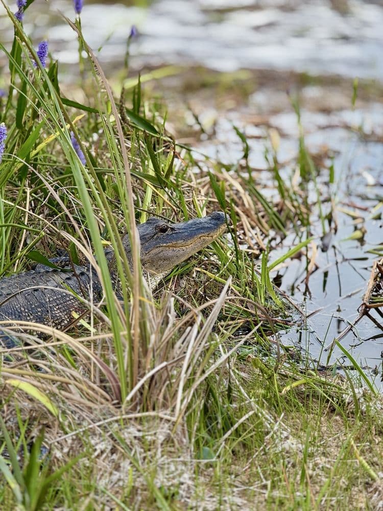 Everglades Airboat Expeditions