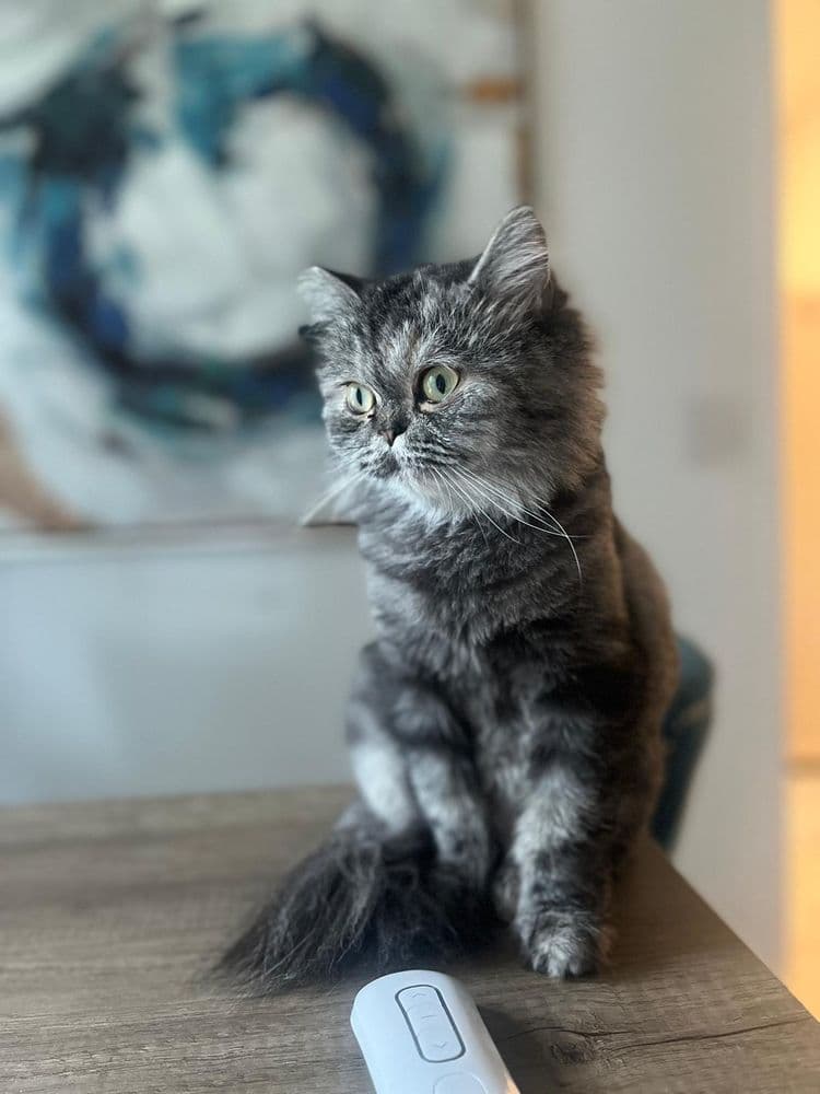 Pet Store Services