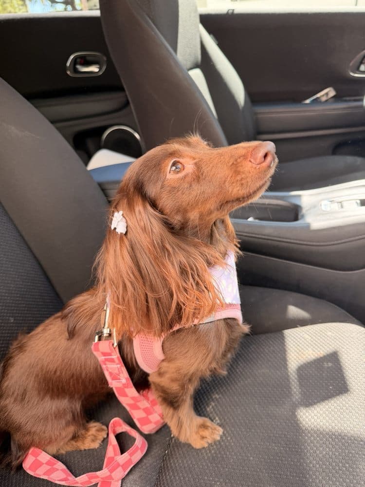 Pawphoria
