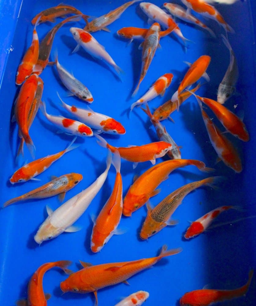 Miami Fish Garden And Hatchery