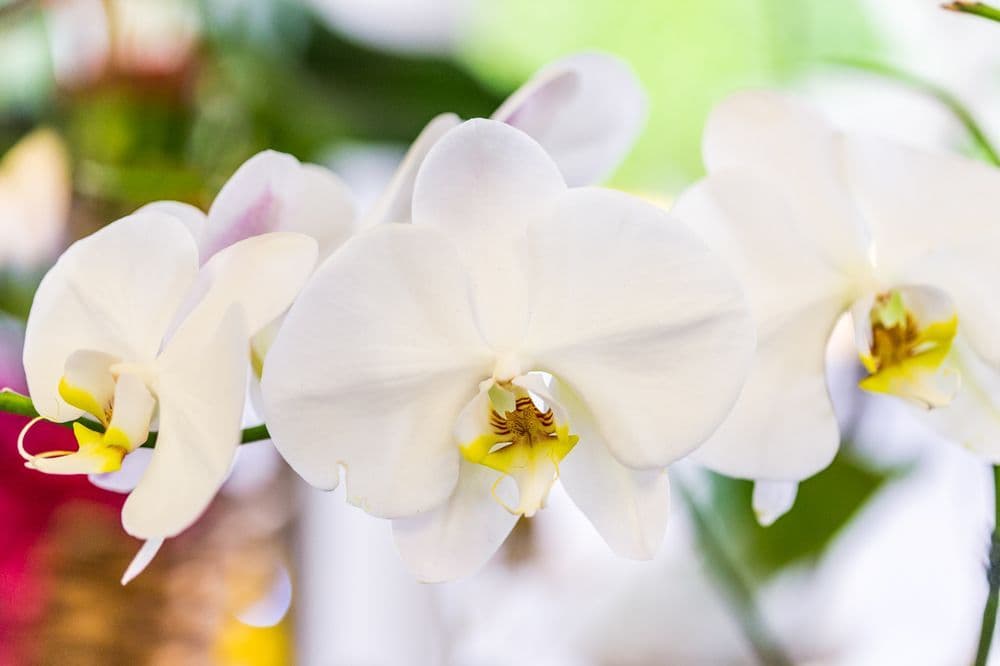 Flower Kingdom
