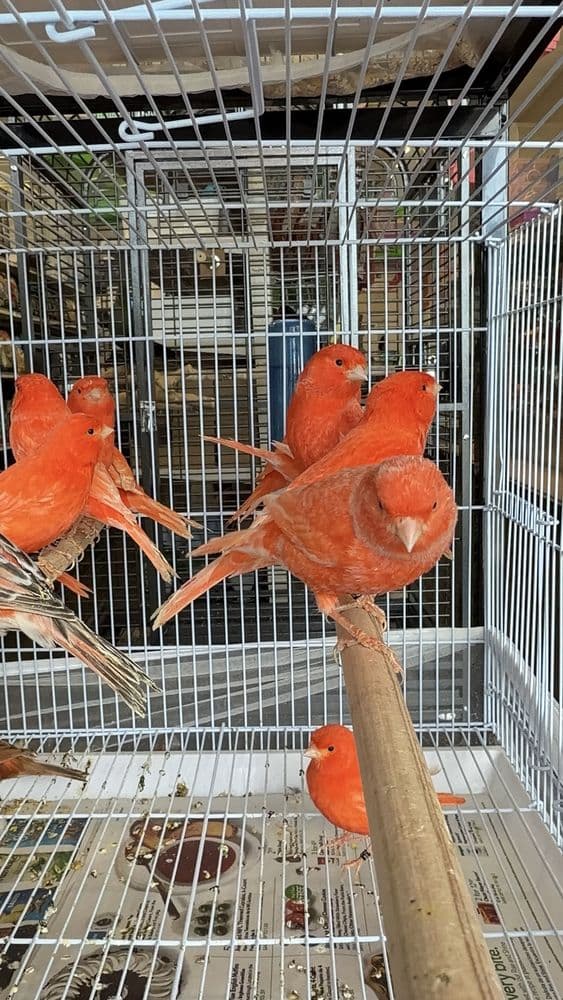 Love Bird Pet Store