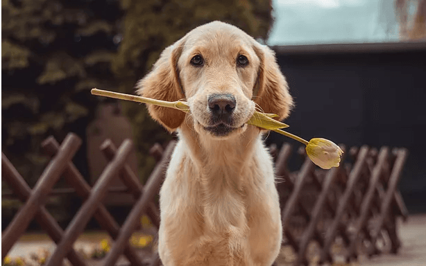 Profound K9