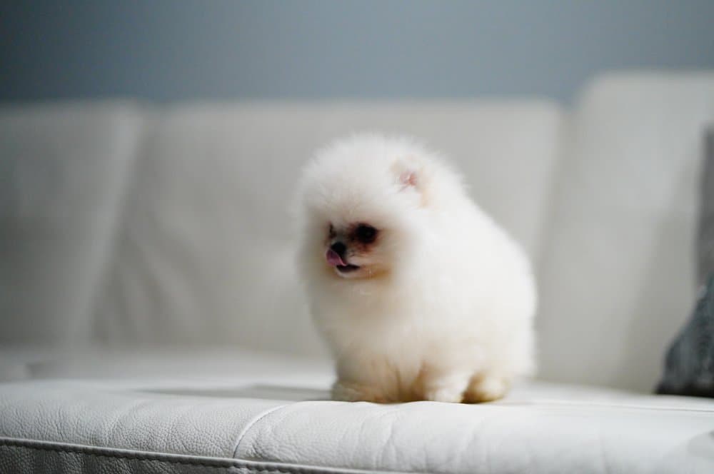 Brickell Puppies