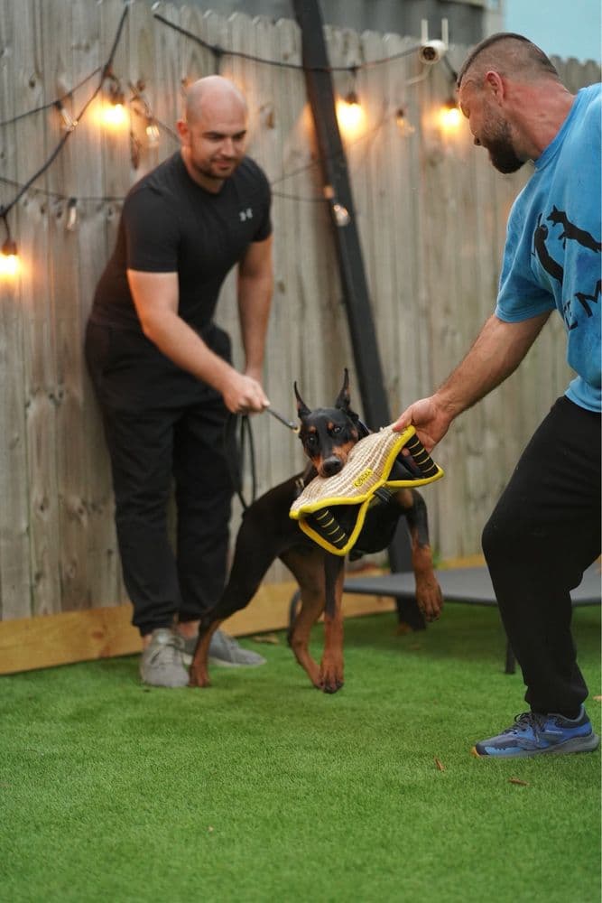 Taser k9
