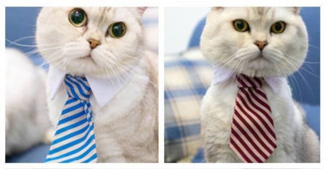 Fancy Pants Pet Accessories