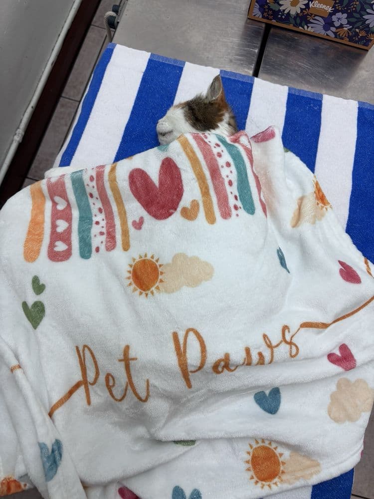 South Miami Animal Clinic