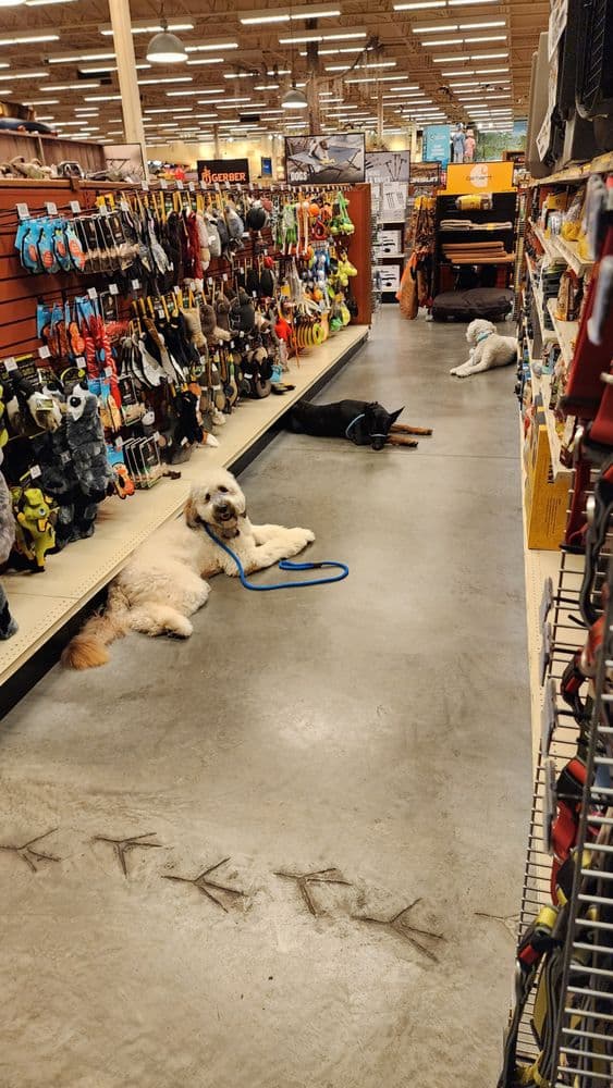 Elite Paws Training