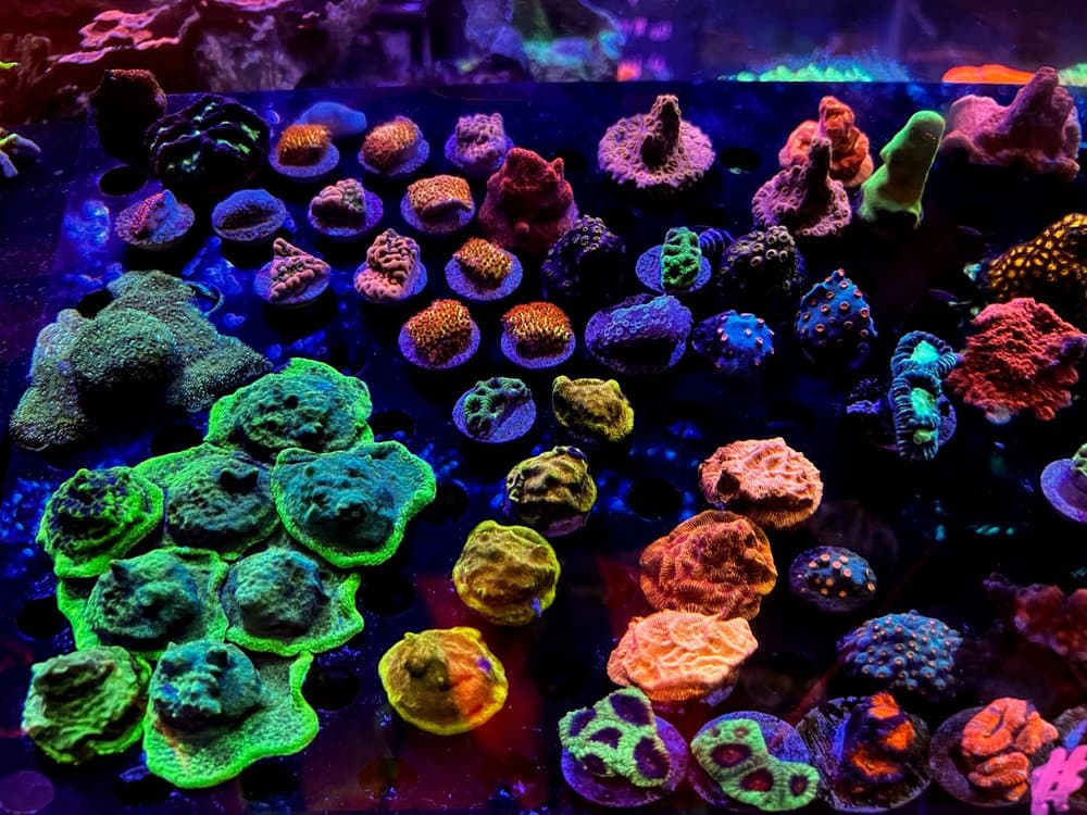 Neptunes Aquarium Store
