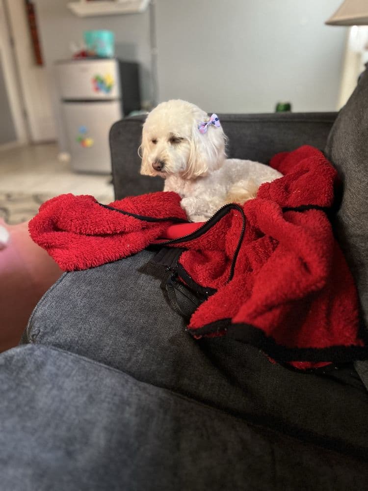 Zoomin Groomin