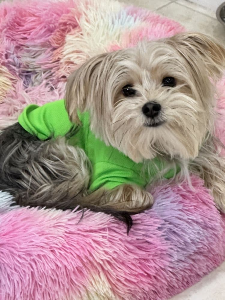 Woof Wonders Day Care and Home Away From Home