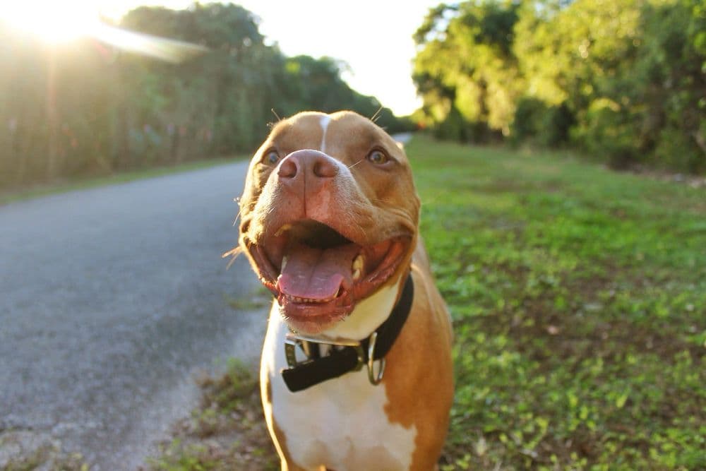 Chickasaw Trail Animal Hospital