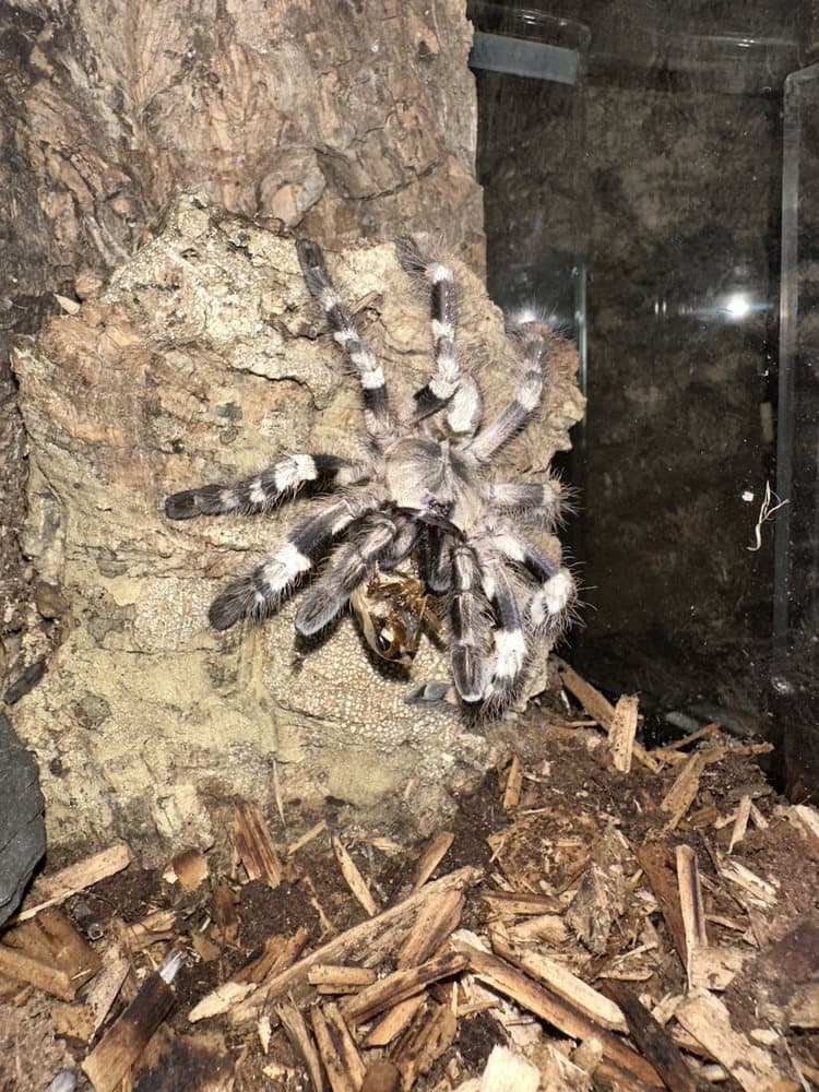 Agocs Exotics