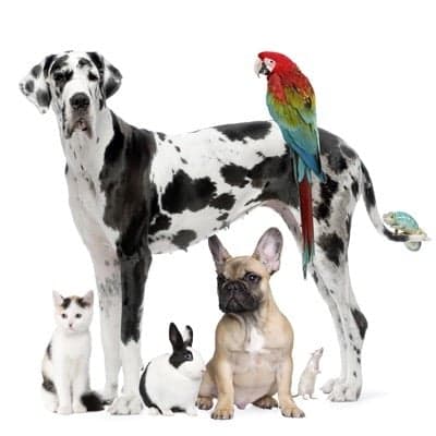 Barsch Animal Clinic