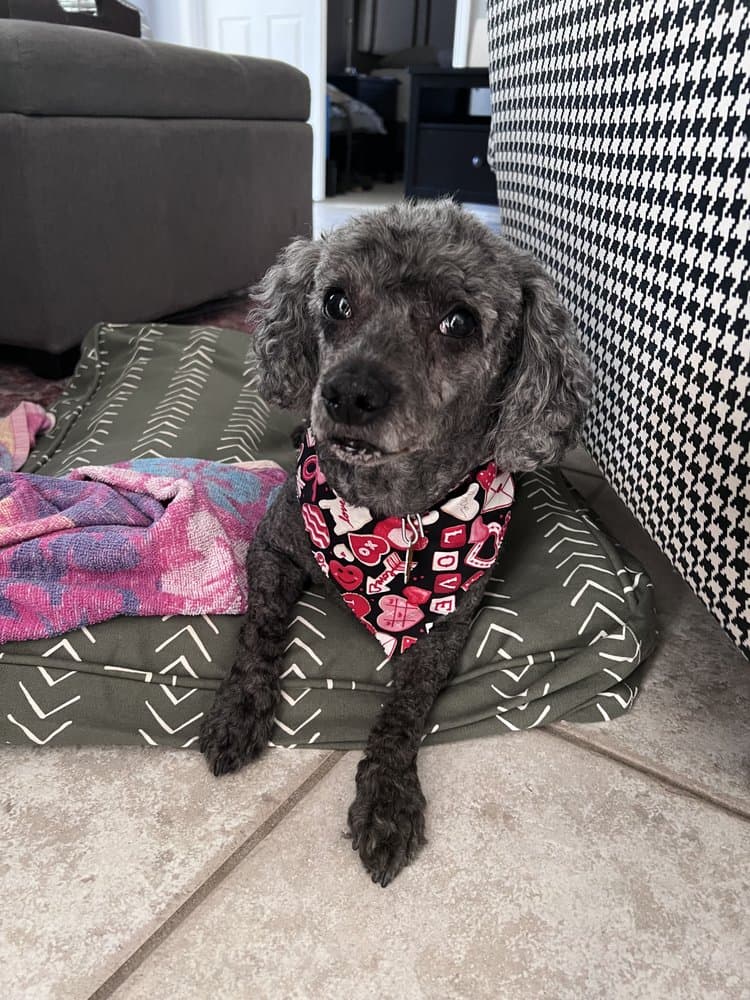 Animal Art Pet Salon Carrollwood