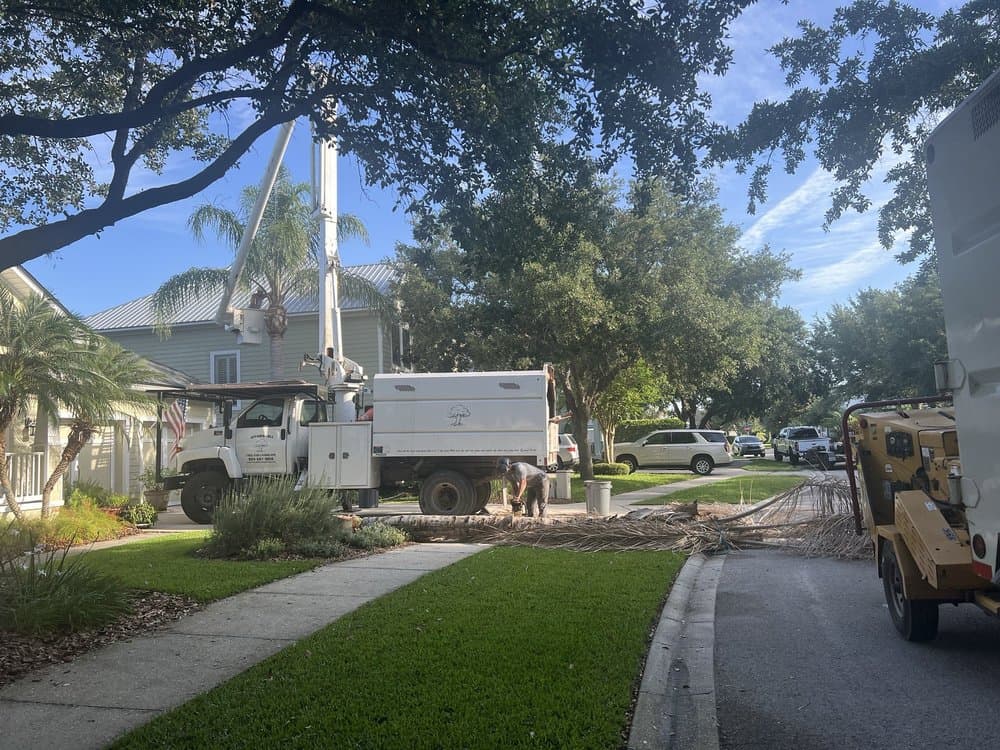 Affordable Tree & Landscape