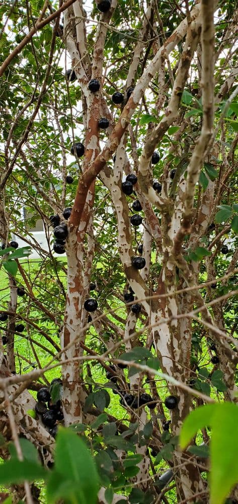 D's Fruit Trees