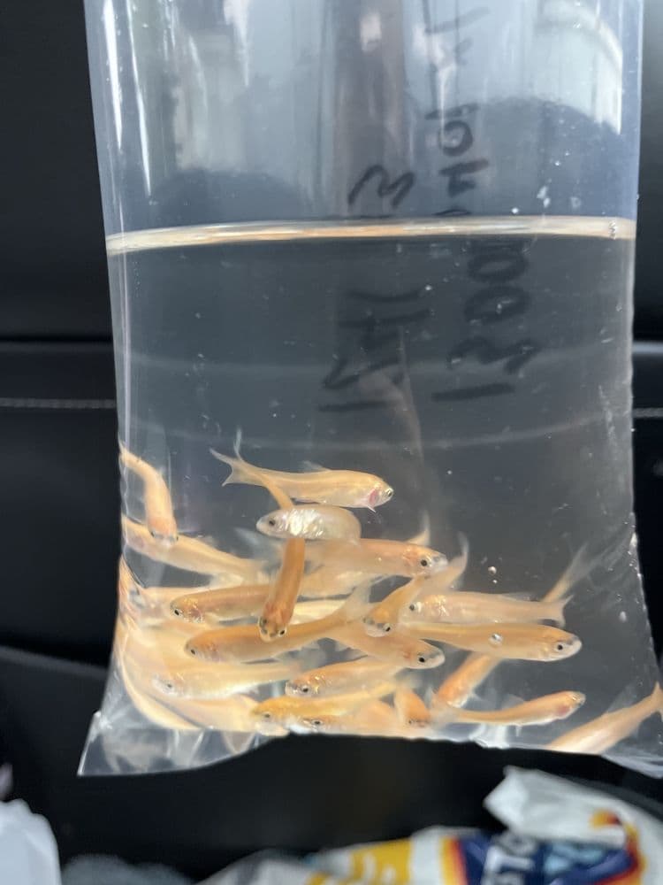 Pet Supermarket