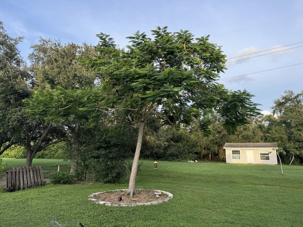 Southern Comfort Tree Service