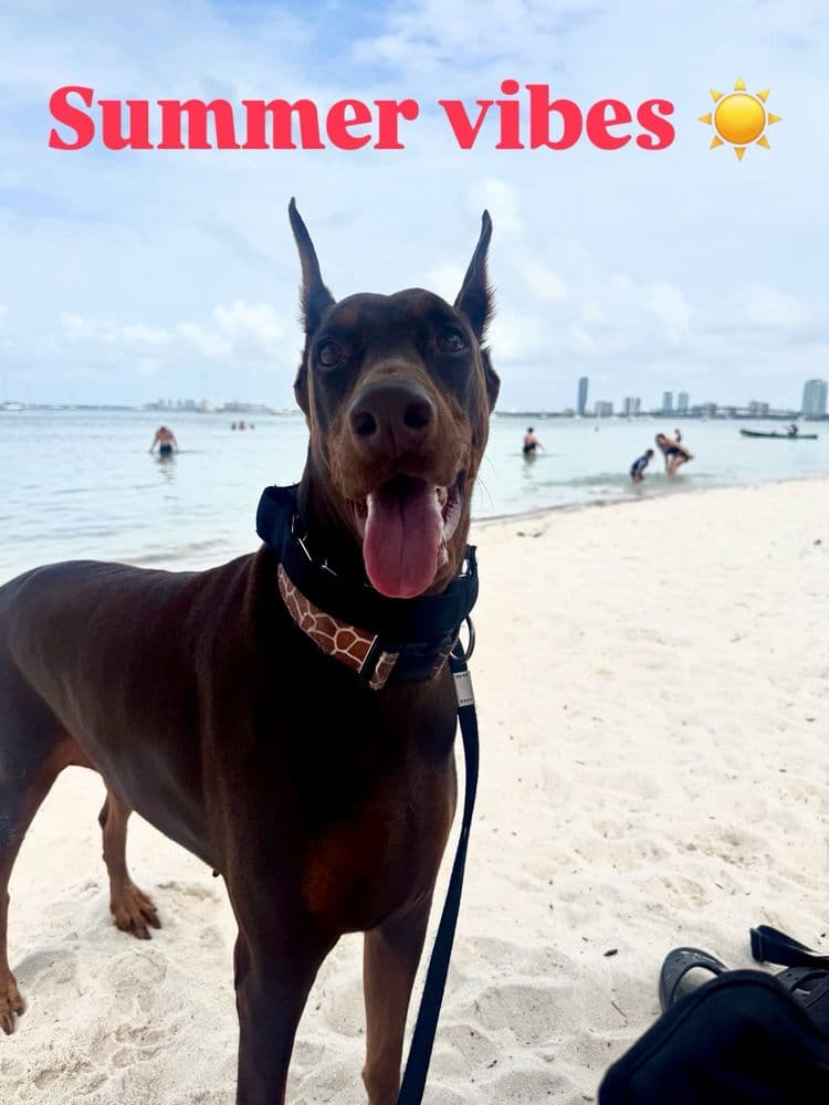 Key Biscayne Dog Beach