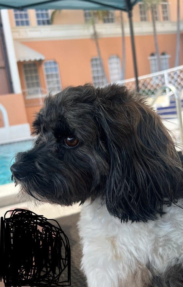 Wag Natural Pet Market & Bathhouse