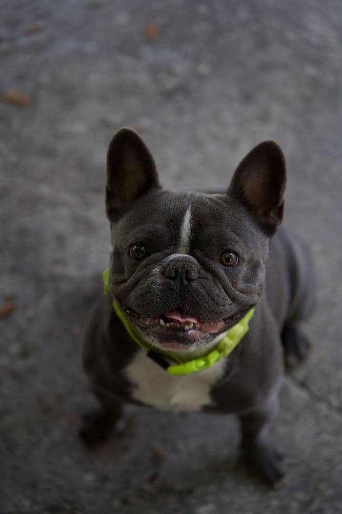 What The Pup Pet Care