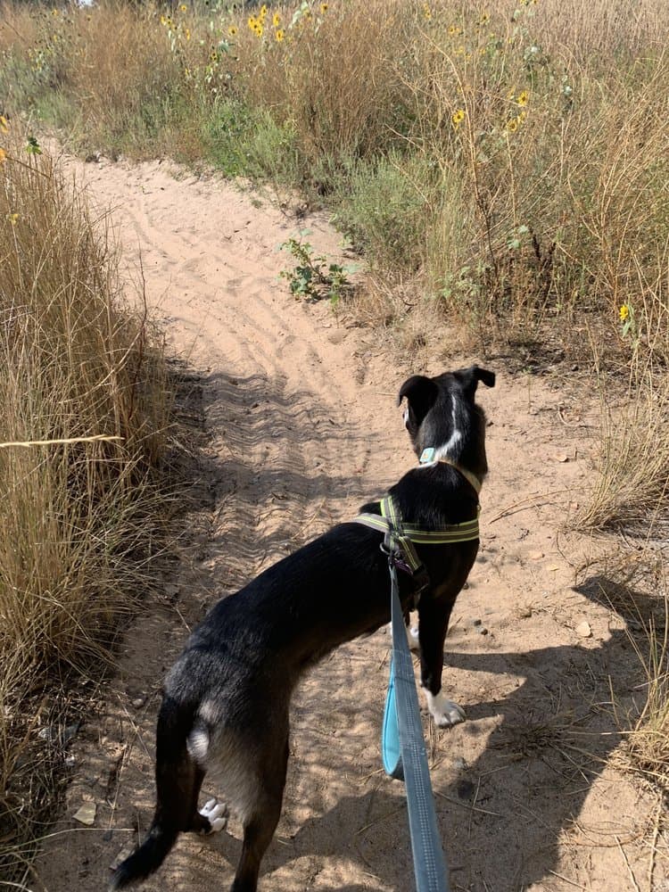 KPro K9