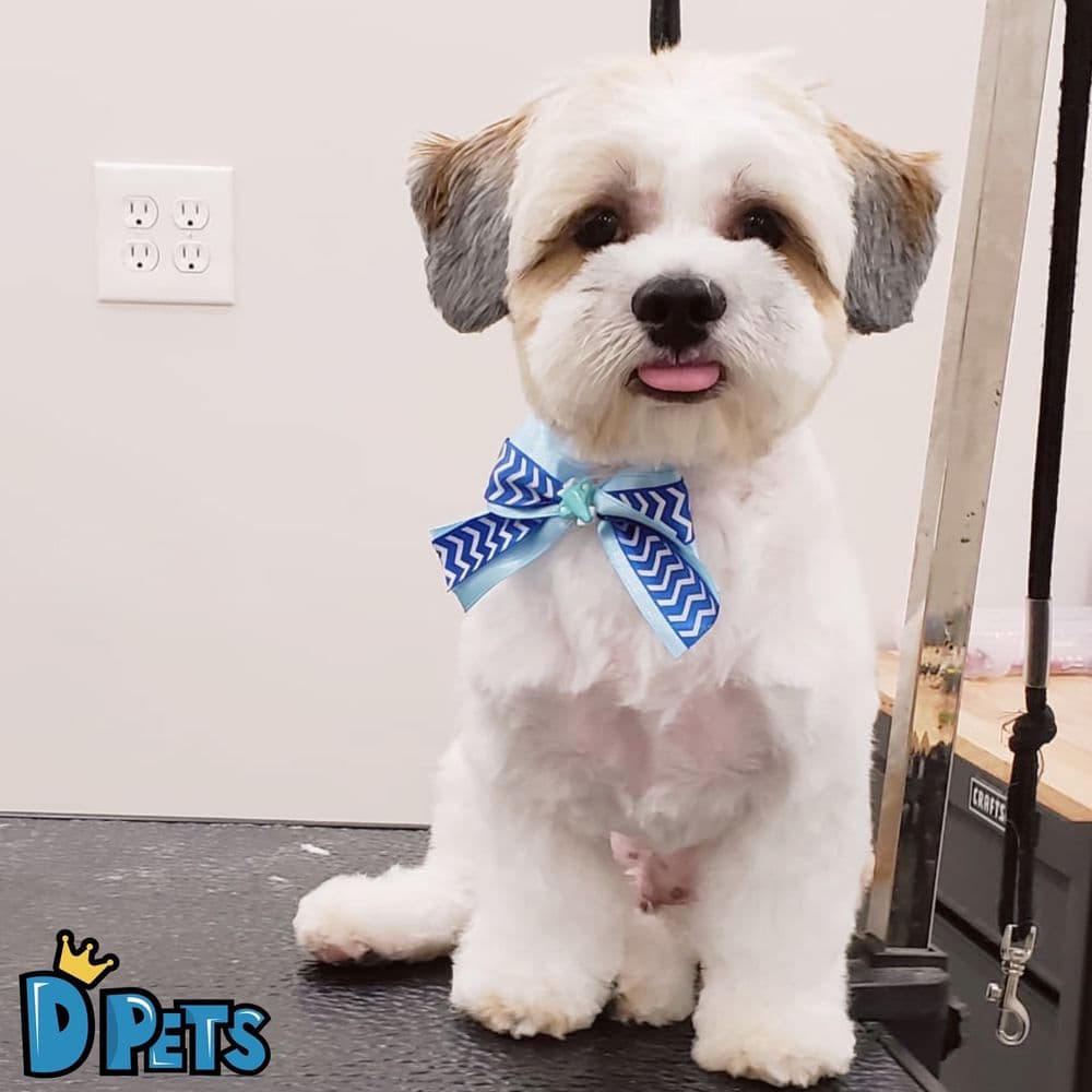 D'Pets Grooming