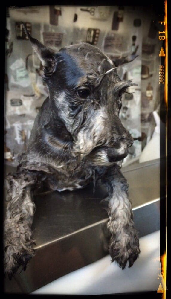 Dapper Dawg's Mobile Pet Grooming