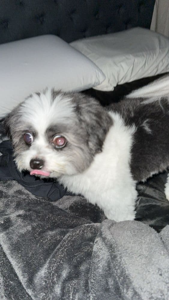 Spoil Me Dog Spa