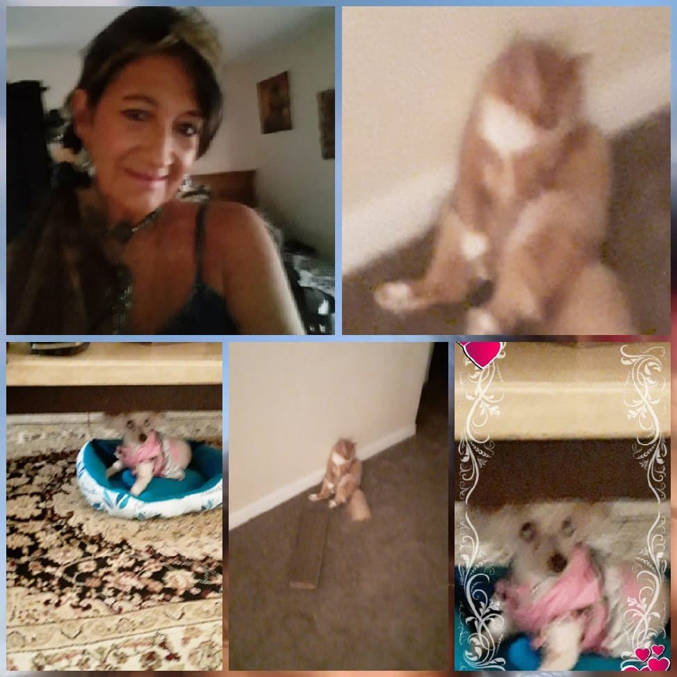 Libbys Pet Grooming