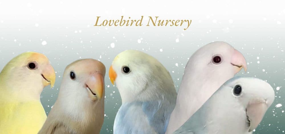 Lovebird Nursery