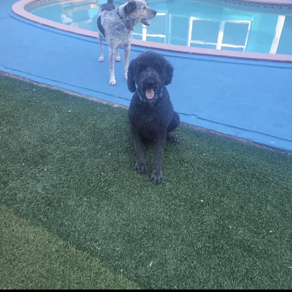 Living The Pet Life