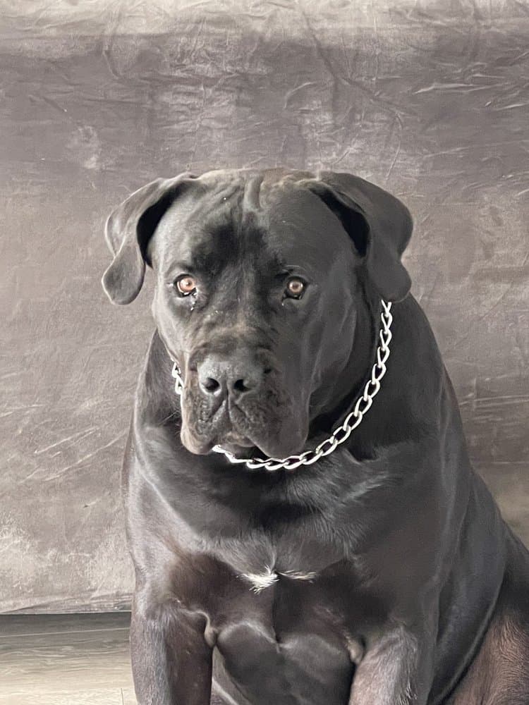 Karma K9