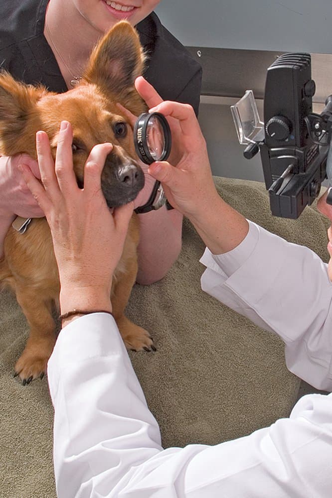 Eye Care for Animals - Tampa