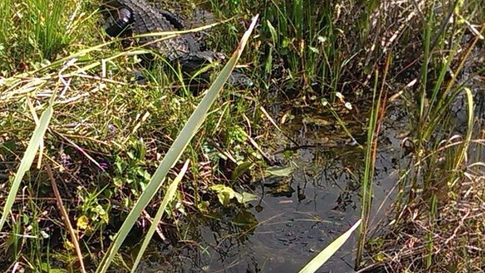 Fort Lauderdale Airboat Adventure