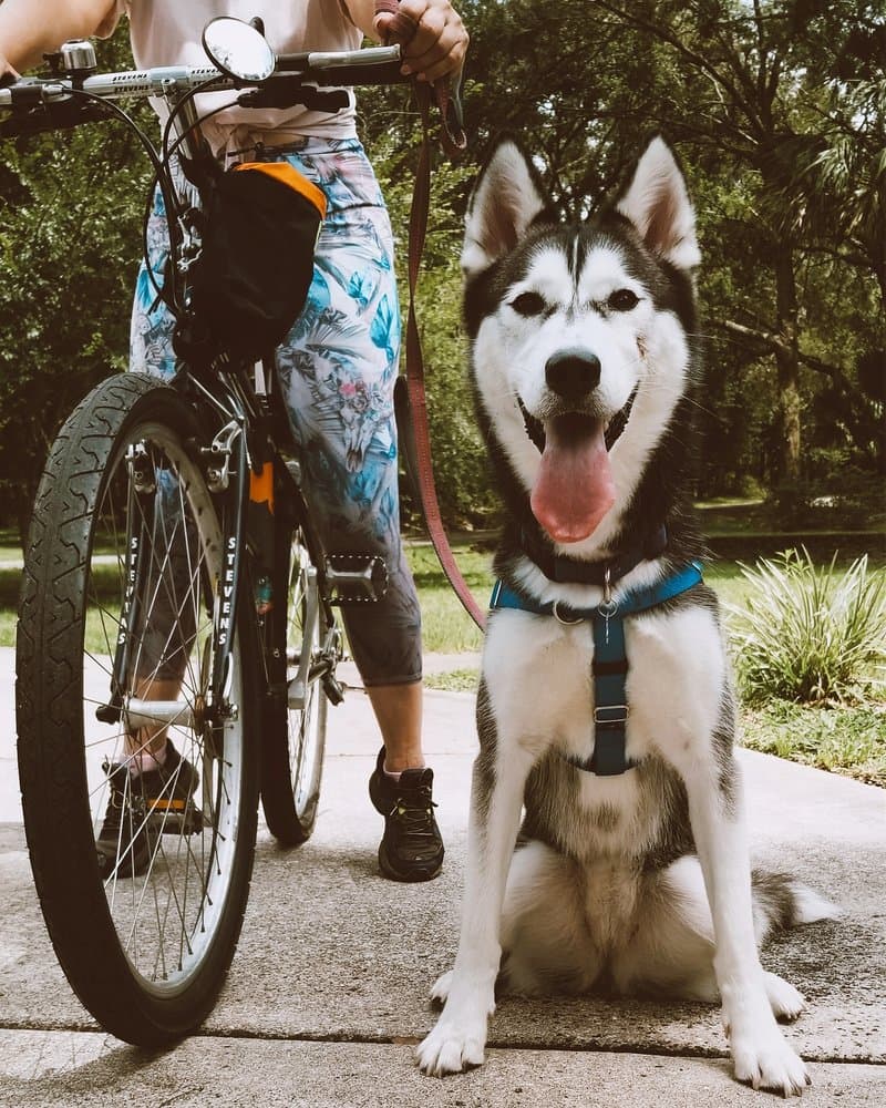 Bark Orlando