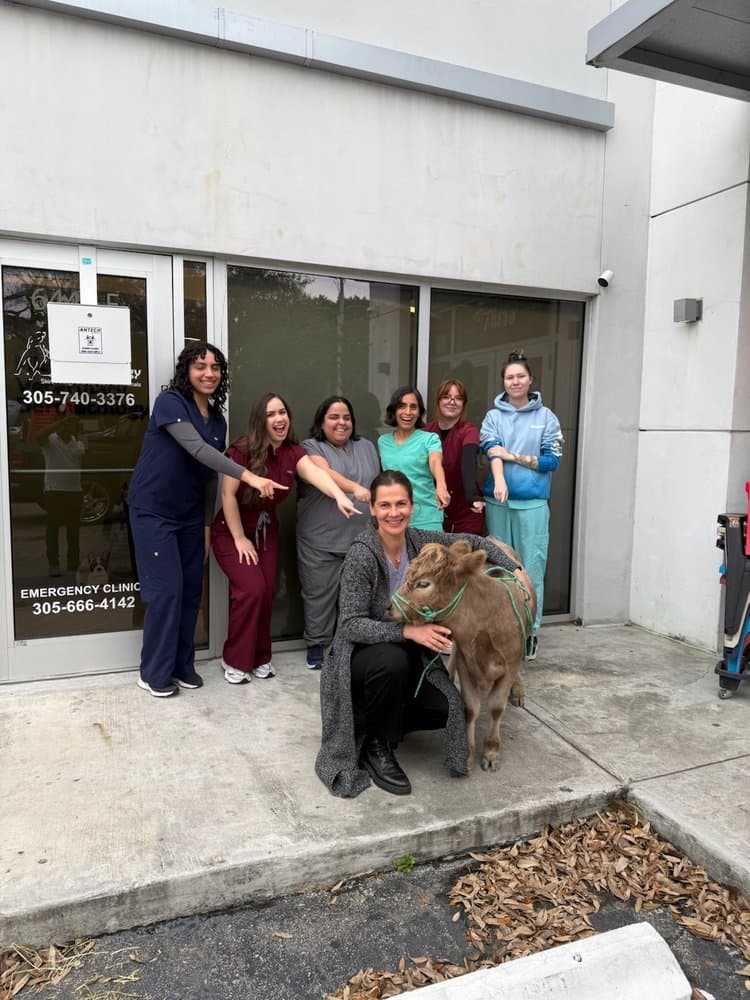 Miami Veterinary Dermatology
