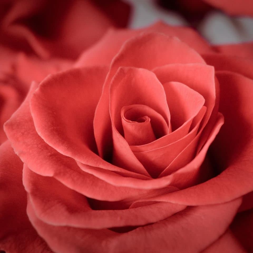 Rio Roses