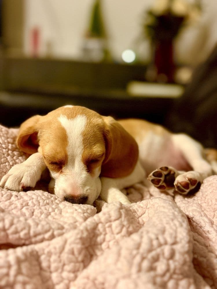 Gorgeous Puppies and Kittens