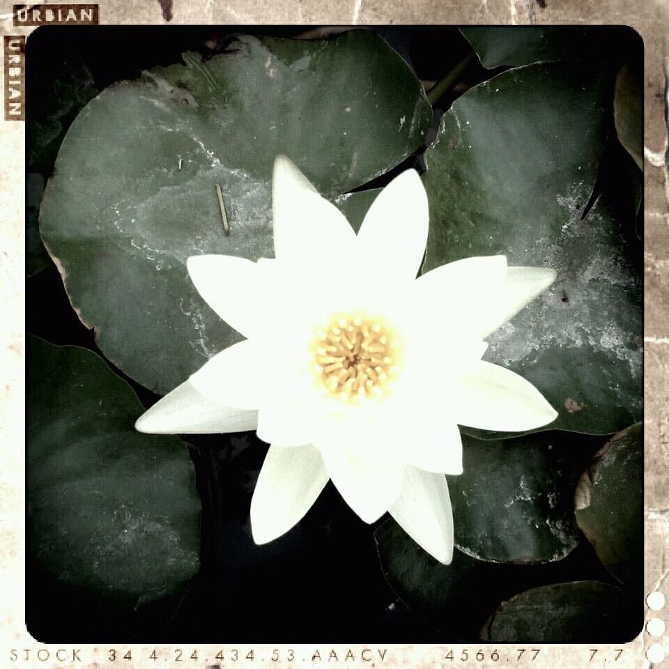 Yoga To The Om