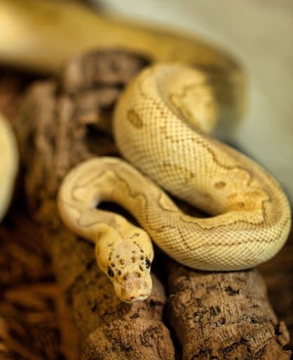 Cold Blooded Kingdom
